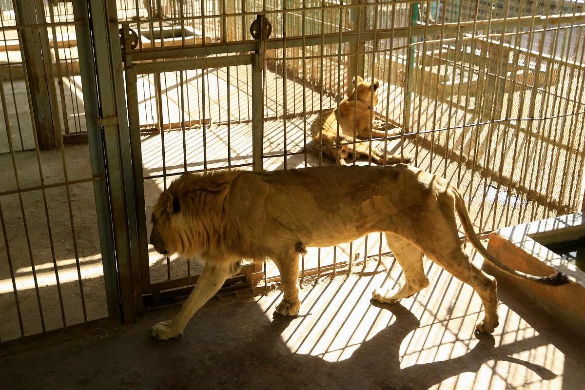 Malnourished lion and lioness rest in its cages after receiving treatment at al-Qureshi park in the Sudanese capital Khartoum. (AFP Photo)