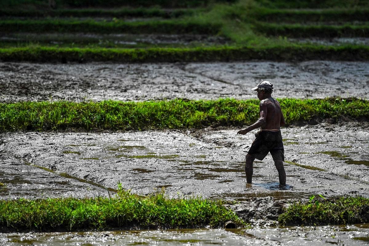 A farmer works in a paddy field (AFP Photo)