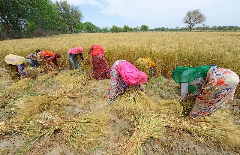  Farmers covering their face with scarves harvest wheat crop at a field during a nationwide in the wake of coronavirus pandemic, (PTI Photo)