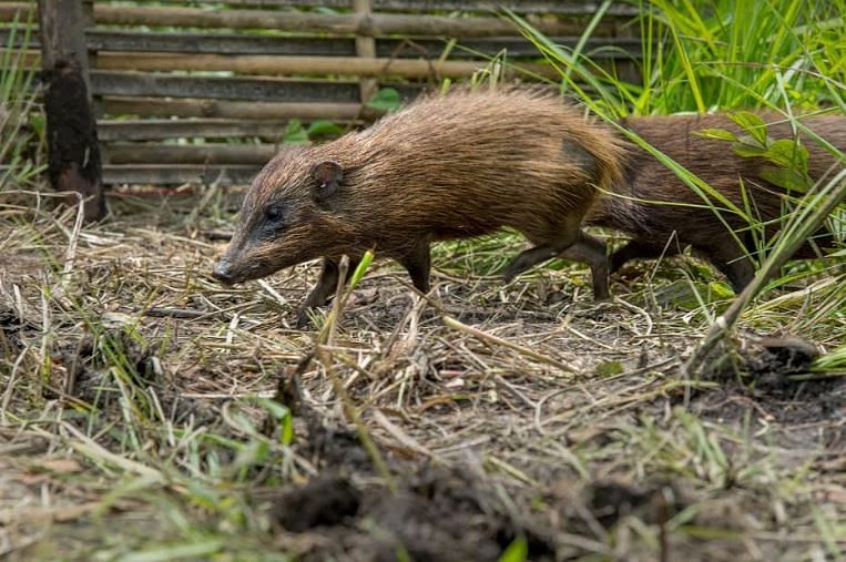 Captive bred pygmy hogs being released in the jungles of Manas National Park in Assam recently. (Photo credit: Aaranyak)