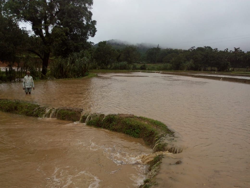 Farm fields inundated in Shivamogga district due to incessant rains that had been lashing the region for the past two days. (DH Photo)