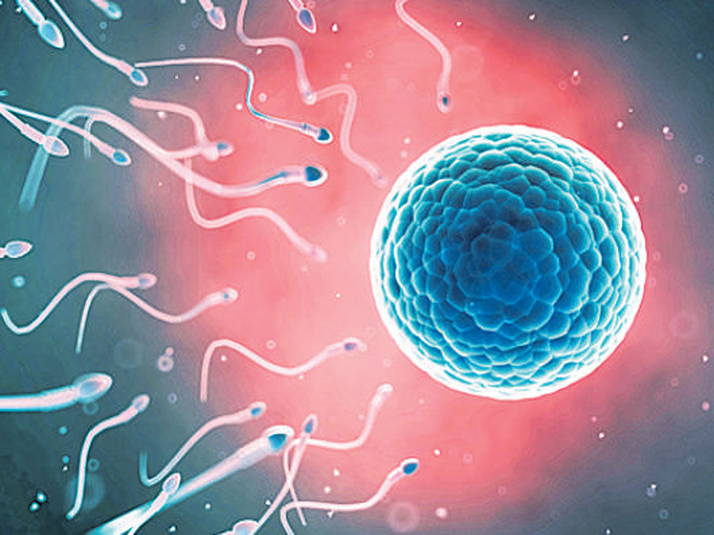 Conventional methods to separate vigorous, motile sperm is tedious and may take up to several hours to perform, according to the research published in the journal PNAS. File photo 