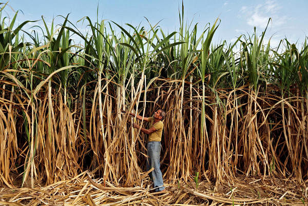 A farmer works in his sugarcane field on the outskirts of Ahmedabad, India February 28, 2015. (Reuters Photo)
