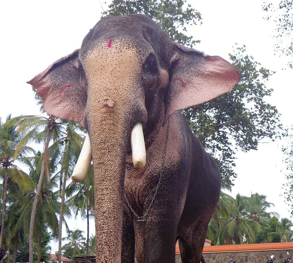 'Thechikkottukavu Ramachandran', an elephant famous for its height, but infamous for killing spree, claimed one more life near Guruvayur at Thrissur district in Kerala on Friday.