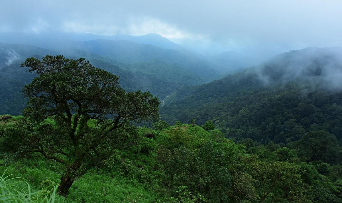 Karnataka could lose a whopping 177 hectares of biodiversity-rich Western Ghats forest land due to a proposed transmission line between Karnataka and Goa. DH file photo