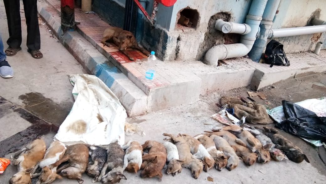 Dogs beaten to death at government hospital in Kolkata. (Source: Special arrangement)