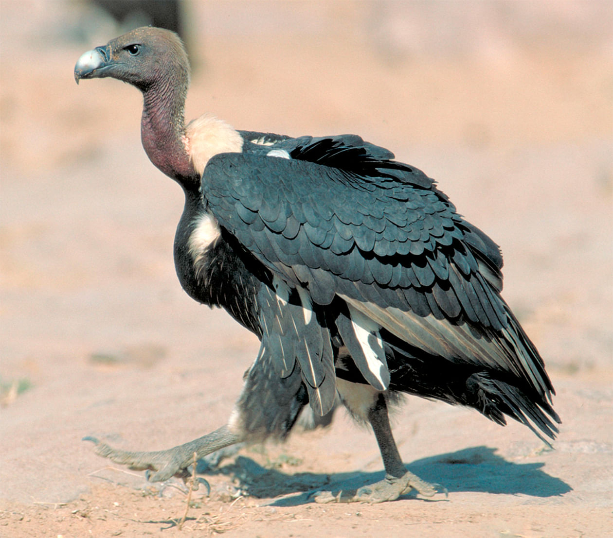 White-rumped vulture. 