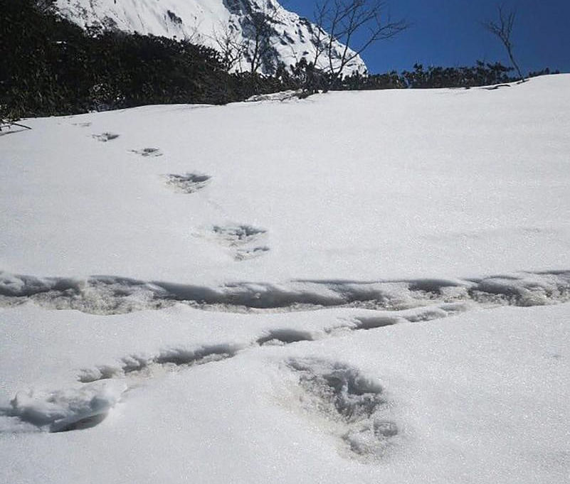 The Indian Army tweeted to let the world know that its mountain expedition team had found footprints of the "mythical beast Yeti". PTI photo