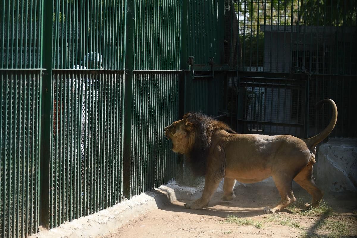 An Asiatic lion reacts as a worker of the Kamla Nehru Zoological Garden wearing protective gears sprays disinfectant. AFP