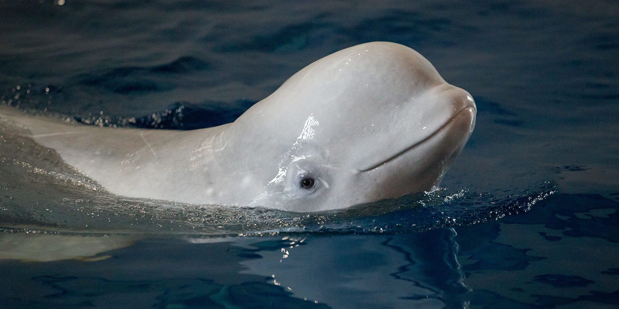 A Beluga whale