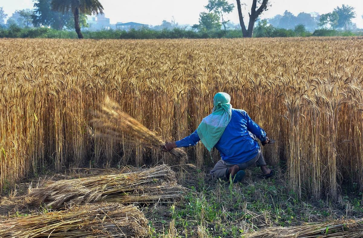  A farmer harvests wheat crop at a field during a nationwide lockdown (PTI Photo)