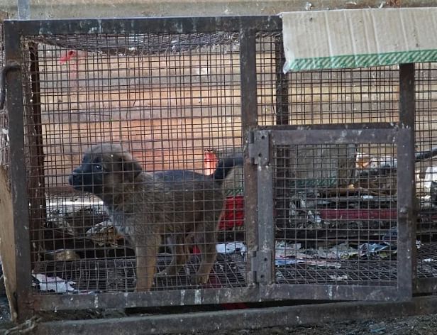 A puppy held in a cage without food and water near "Beef Market" in Shivajinagar on March 29, 2020. (DH Photo)