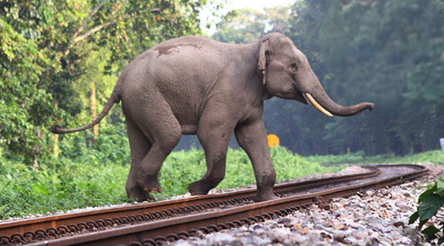 A wild elephant crossing a railway track in Assam recently. (photo credit: Northeast Frontier Railways)