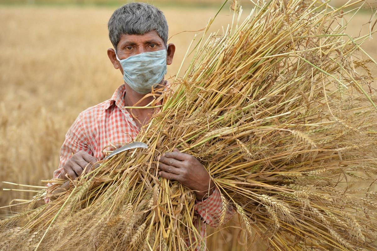A farmer holds harvested crops as he poses for the photographer during the nationwide lockdown in the wake of coronavirus pandemic, on the outskirts of Chandigarh, Wednesday, April 22, 2020. (PTI Photo)
