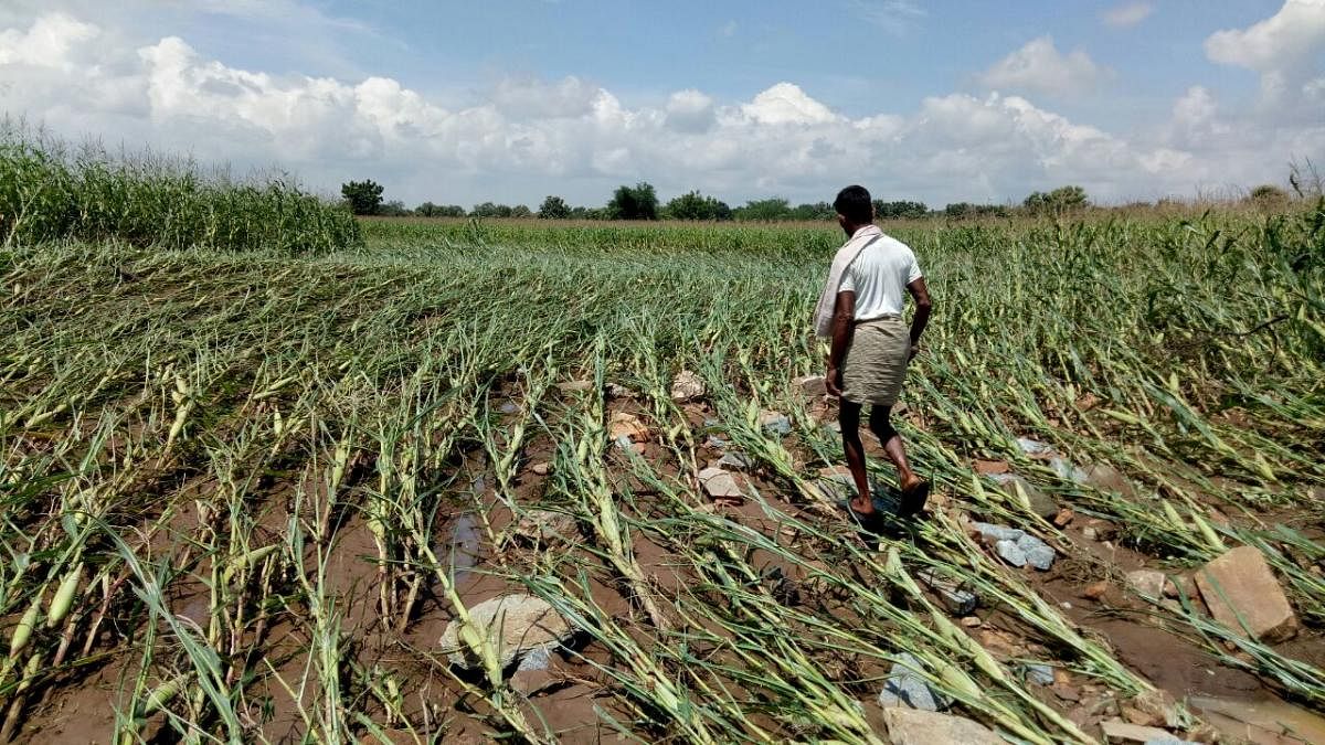 RISK MANAGEMENT: The enrolment for Prime Minister's Fasal Bima Yojana for the Kharif season has come down this year to 13 lakh hectares from around 17 lakh hectares last year. DH File Photo
