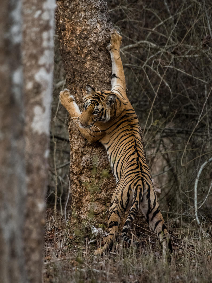 Genetic studies Scientists use molecular techniques to get deeper insights into the lives of tigers. Photo Credit Pruthvi B