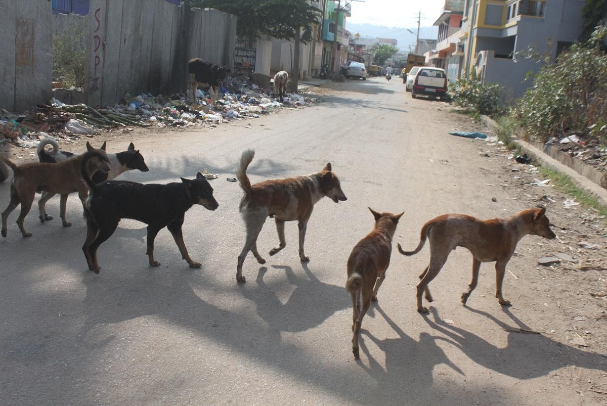 The BBMP Commissioner has asked the citizens not to throw food waste on streets as it attracts dogs. File photo