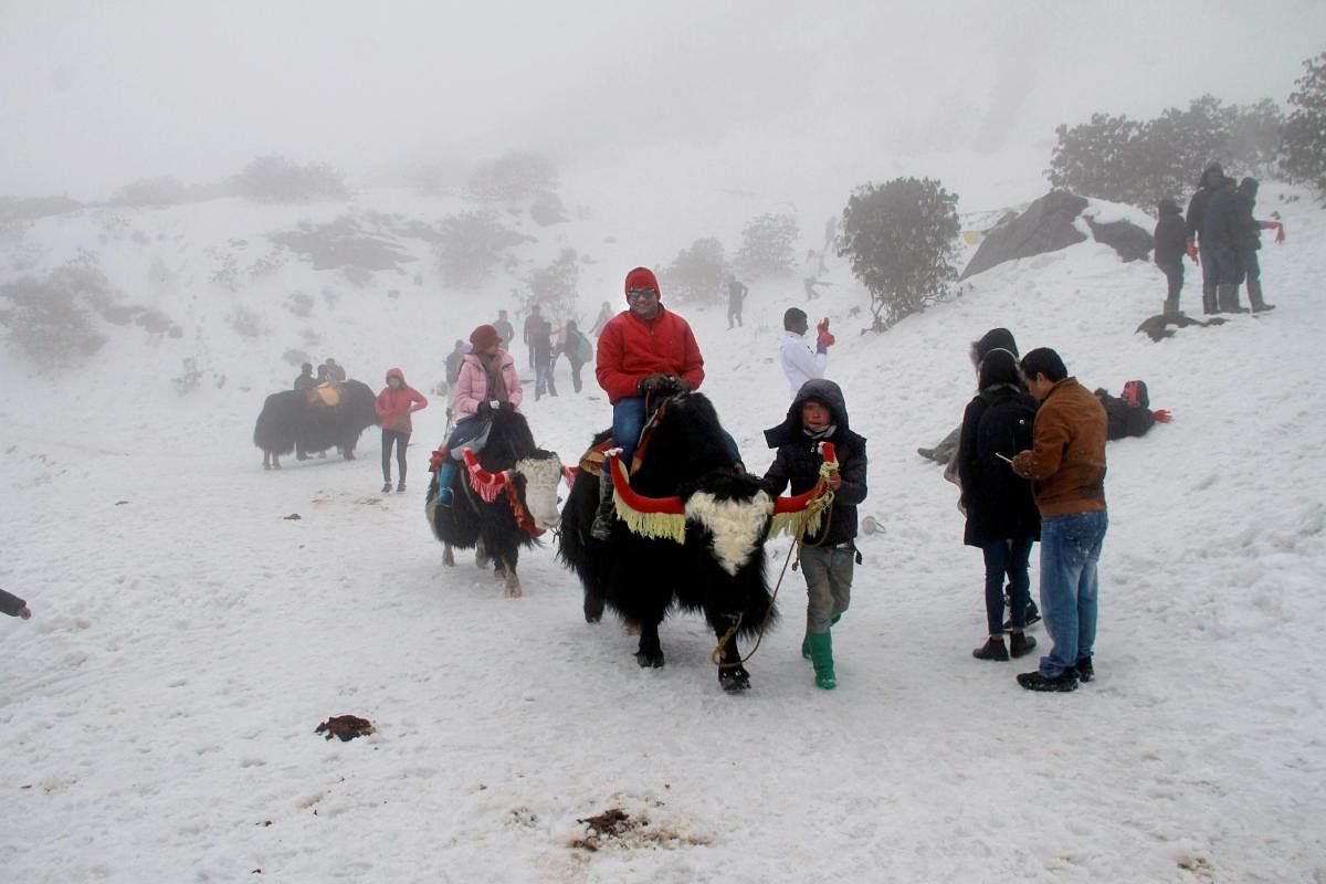 Tourists enjoy yak ride on a snow covered hill after fresh snowfall at Changu Lake some 40 kilometres from Gangtok, in Sikkim on Thursday. (PTI Photo)
