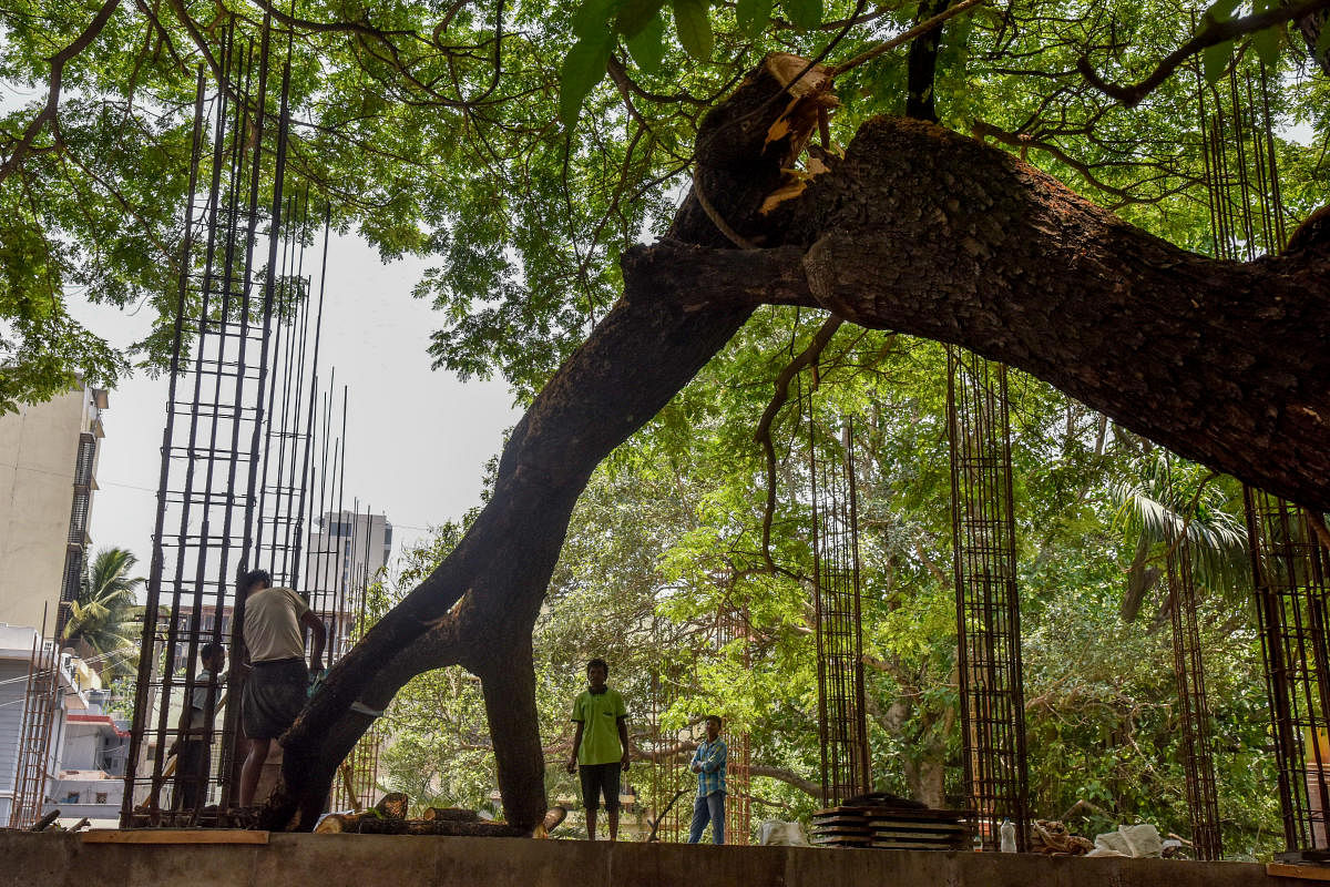 A Tree branches are cutting by BBMP Workers for constructing Indoor Jym stadium at Nehru Park, Sheshadripuram Circle in Bengaluru on Friday. Step by step half of the tree is cutting for construction. Photo by S K Dinesh