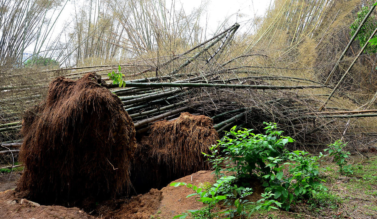 Bamboo trees uprooted following heavy showers on Sunday. DH PHOTO