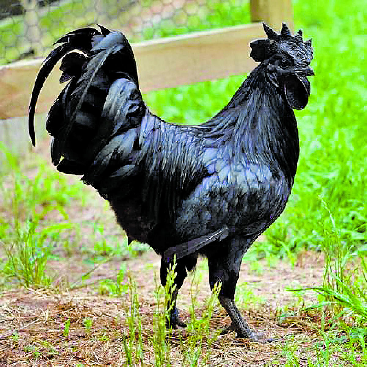 Kadaknath chicken rearing. (DH File Image)
