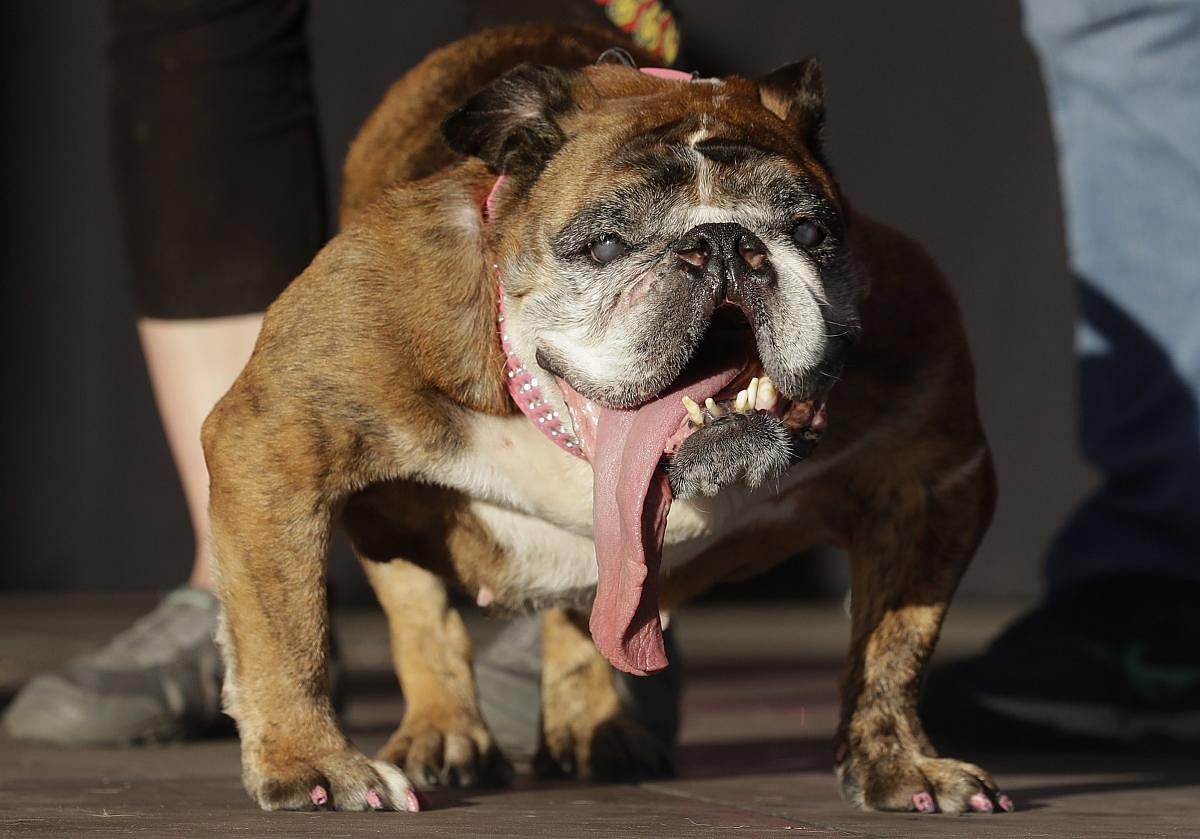 Zsa Zsa, an English Bulldog owned by Megan Brainard, announced as the winner of the World's Ugliest Dog Contest at the Sonoma-Marin Fair in Petaluma, Calif. AP/PTI Photo