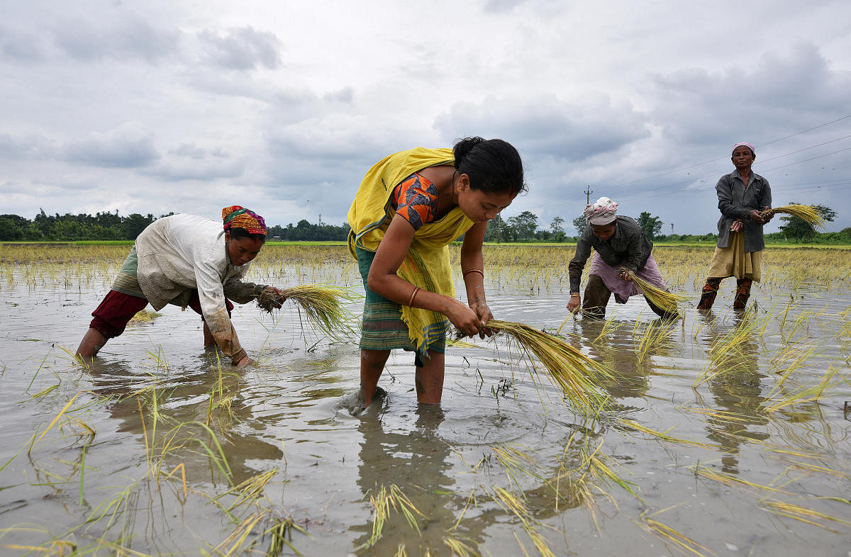 Women plant rice saplings at a paddy field in a village in Nagaon district. Reuters file photo