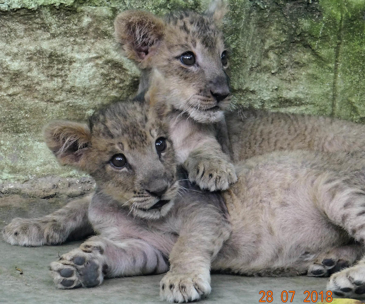 The lion cubs successfully hand-reared by doctors and staff at the zoo hospital at the Bannerghatta Biological Park in Bengaluru.