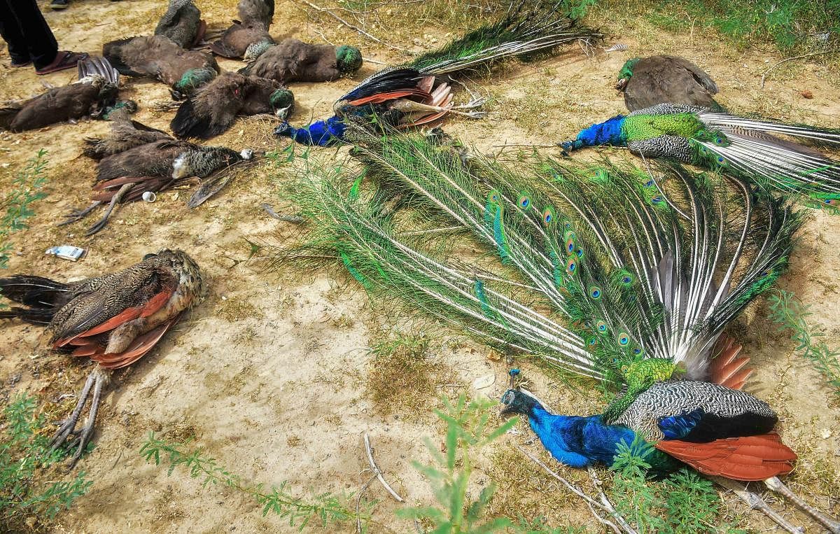 Peahens and peacocks found dead allegedly due to poisoning, near Kadachanendhal in Madurai on Saturday. PTI