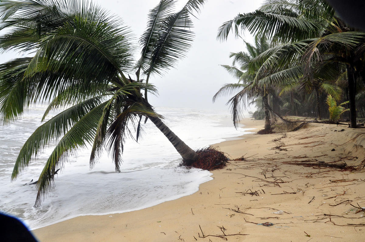 A coconut tree uprooted following sea erosion at Malpe Thottam in Udupi.