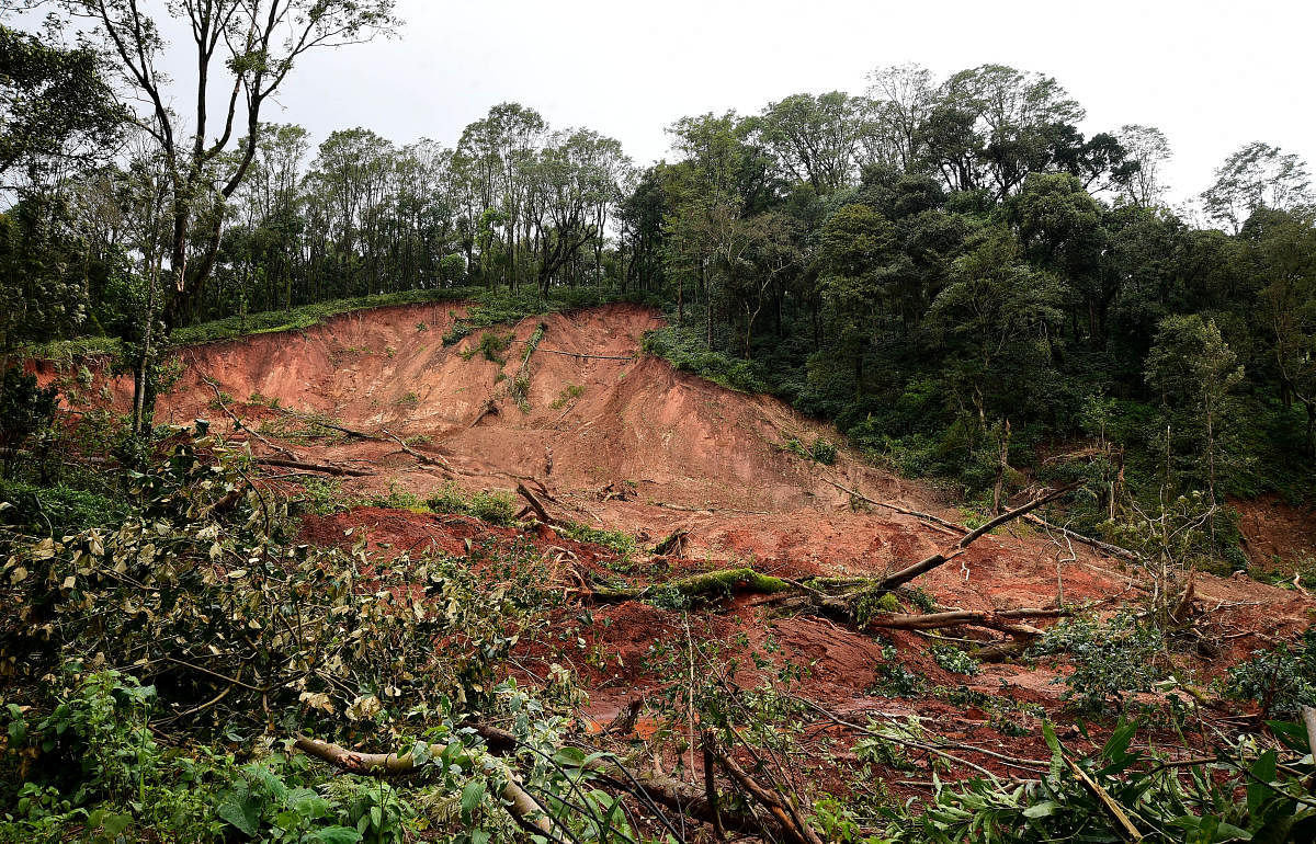 Landslide has damaged a coffee plantation in rain-ravaged Kodagu district. DH PHOTO