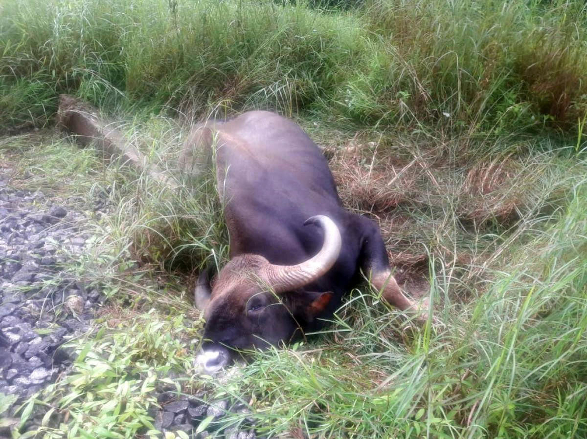 Despite the order, a 15-year-old male Indian Gaur was mowed down by a speeding train in the wee hours of Wednesday on the Miraj-Londa section. DH Photo