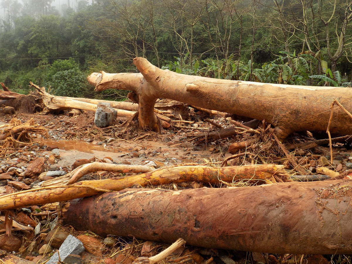 Wooden logs which have fallen on the banks of Payaswini river at Madenadu.