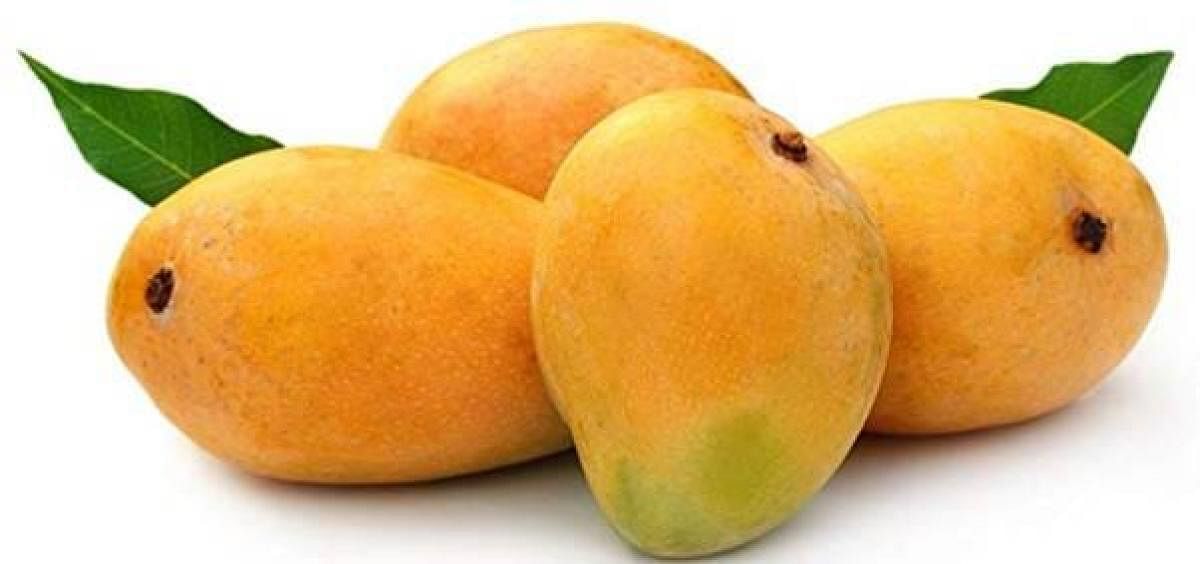 The Alphonso variety of mangoes from the picturesque coastal Konkan region of Maharashtra has finally got the Geograpical Indication (GI) tag.