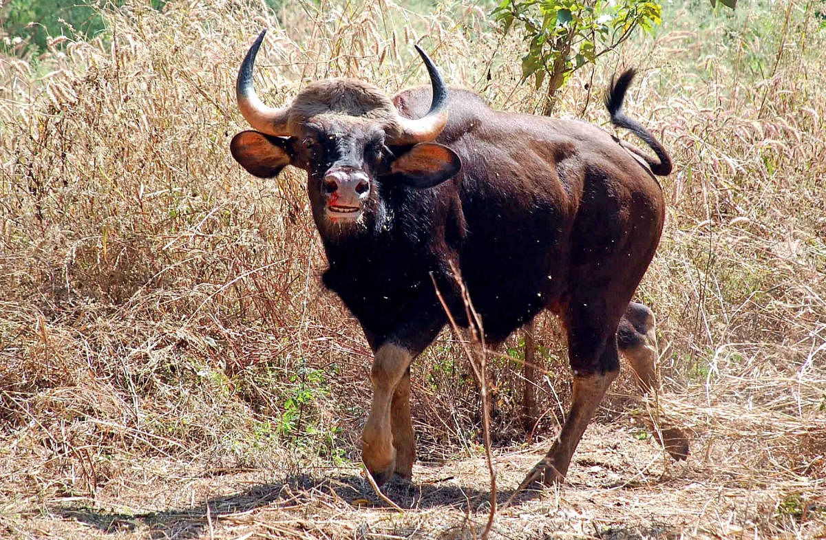 Indian Bison is expected to be part of Pilikula Nisargadhama (Photo for representative purpose)