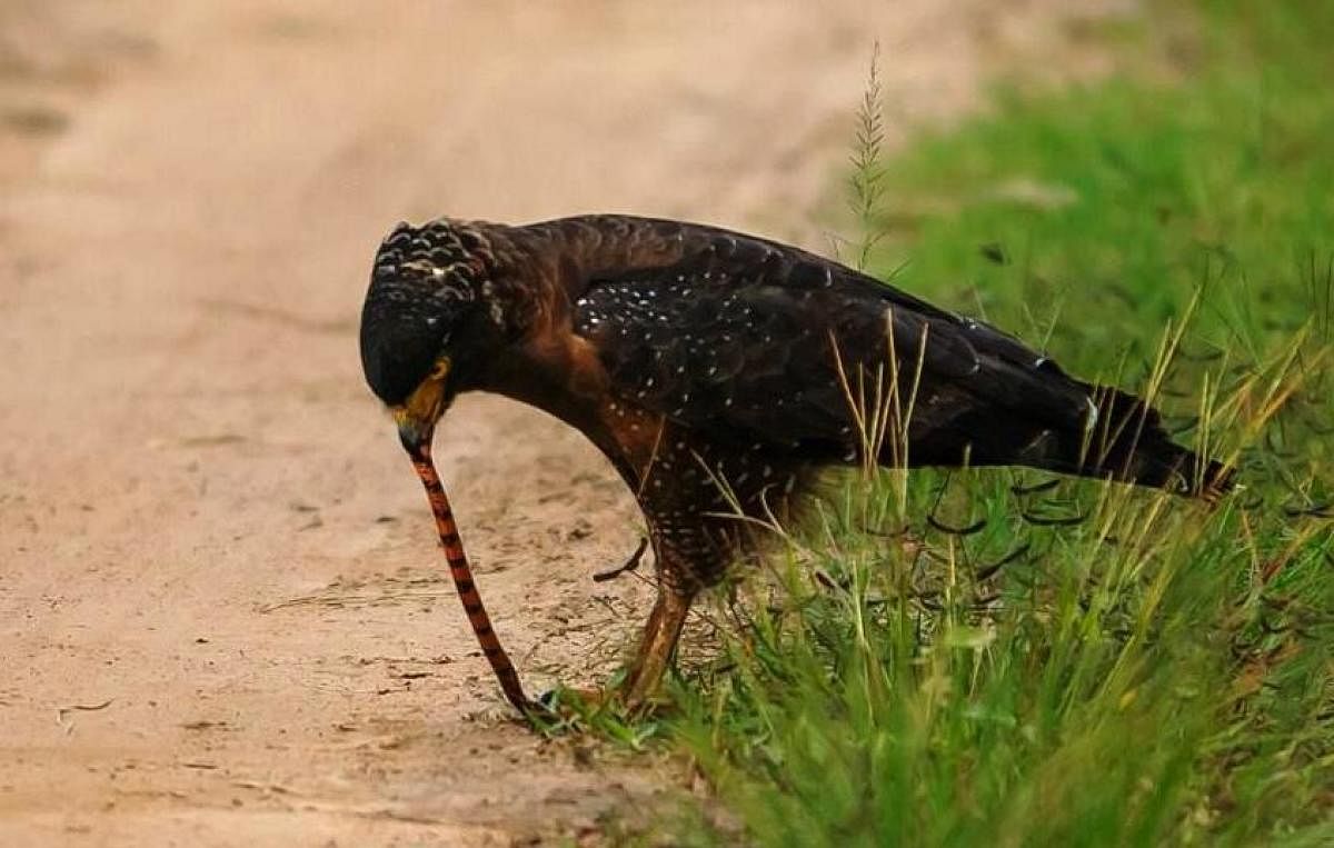 A serpent eagle feeds on the rare coral snake at Bandipur forest, Chamarajanagar district.