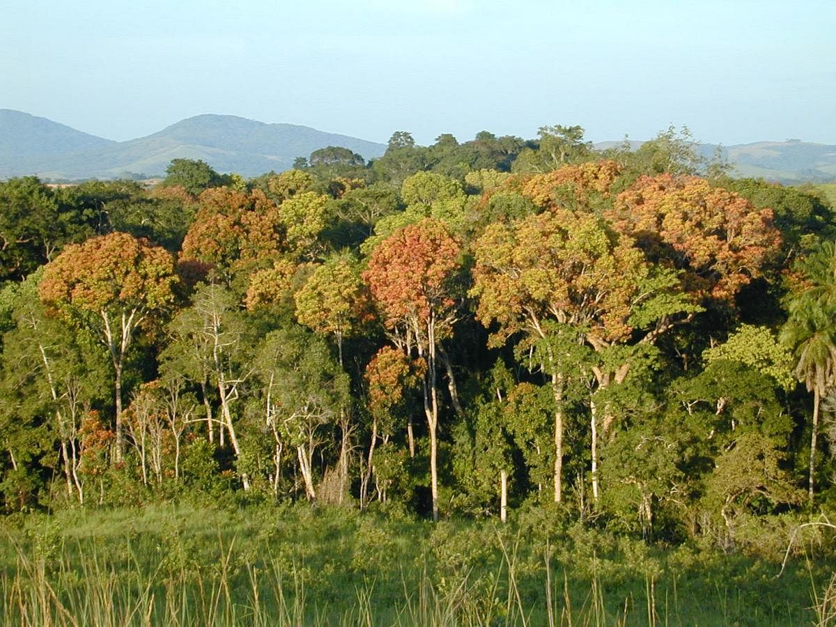 Standing tall: Tropical forest in Gabon, Africa. Nasa/JPL-CalTech