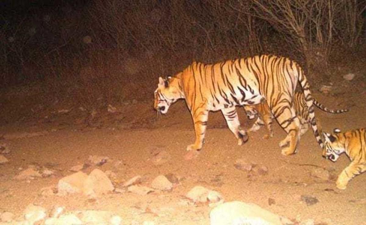 Tigress Avni with her two cubs. file photo