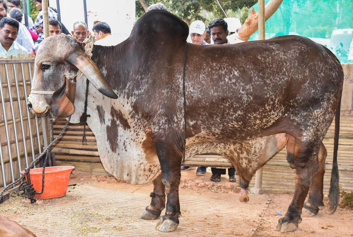 The Gir breed of a bull was a major attraction at the fair.