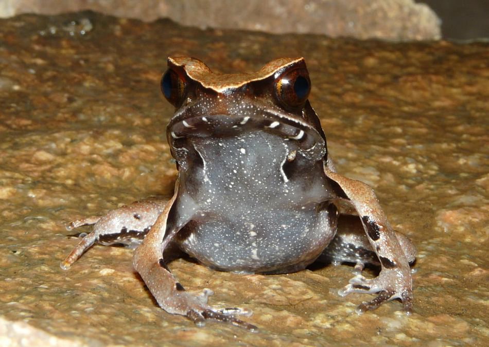 Repashy Superpig – Frogs 'n' Things