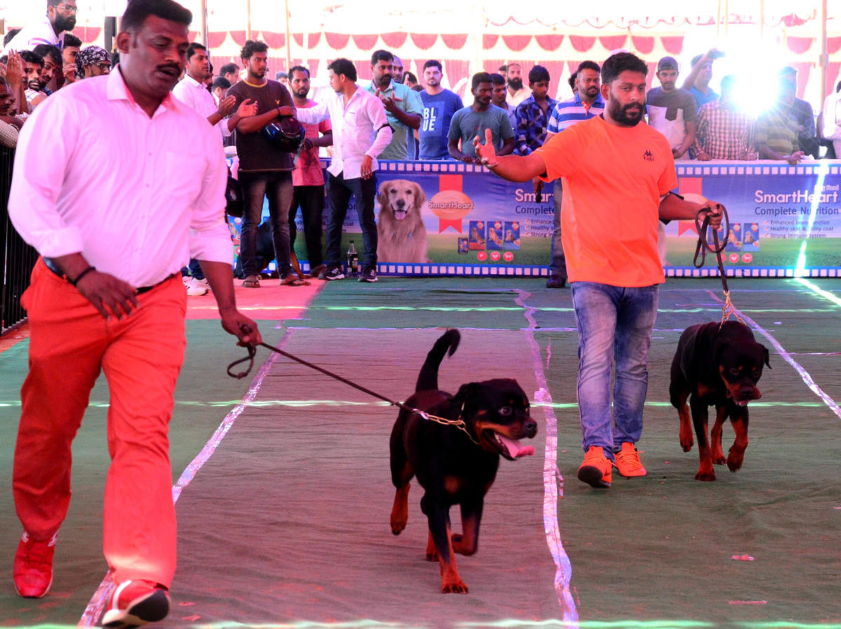 Rottweilers with their masters at the dog show held at Nehru Maidan in Mangaluru on Saturday.