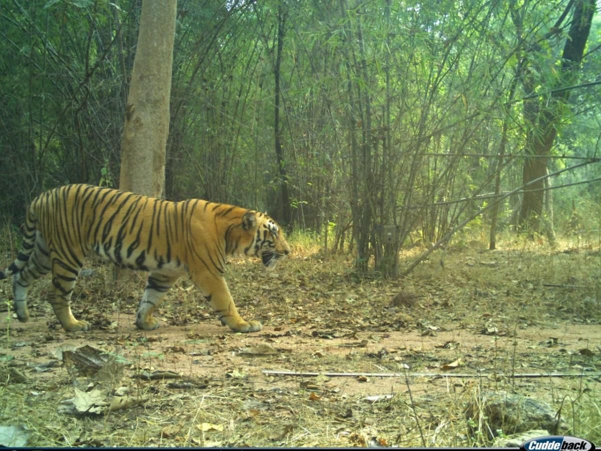 Photo captured by the cameras installed in Kawal reserve.