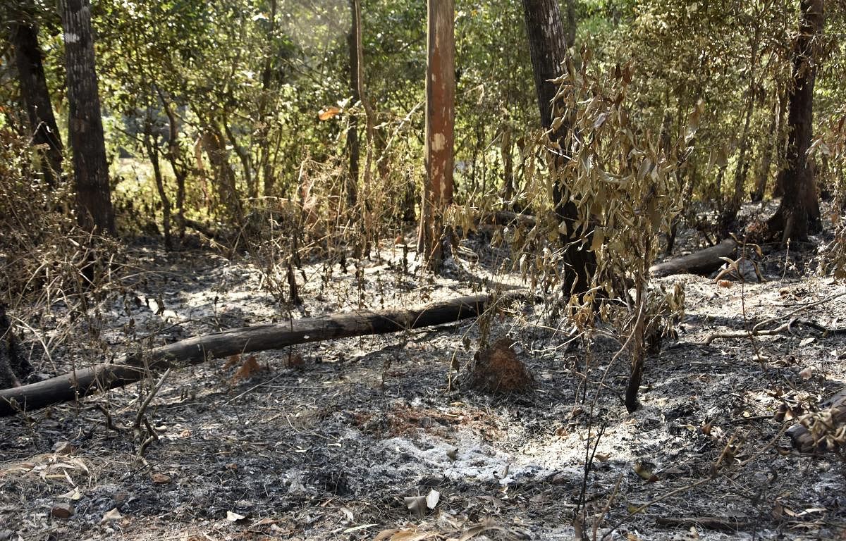 Evidently, whenever deforestation activity reached its peak, KFD flared up and the death toll rose. (DH Photo)