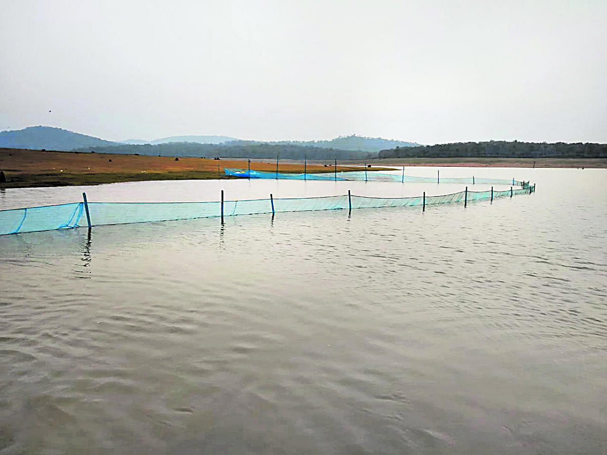 The fish enclosure set up at Harangi reservoir by ICAR - CIFRI team for research.