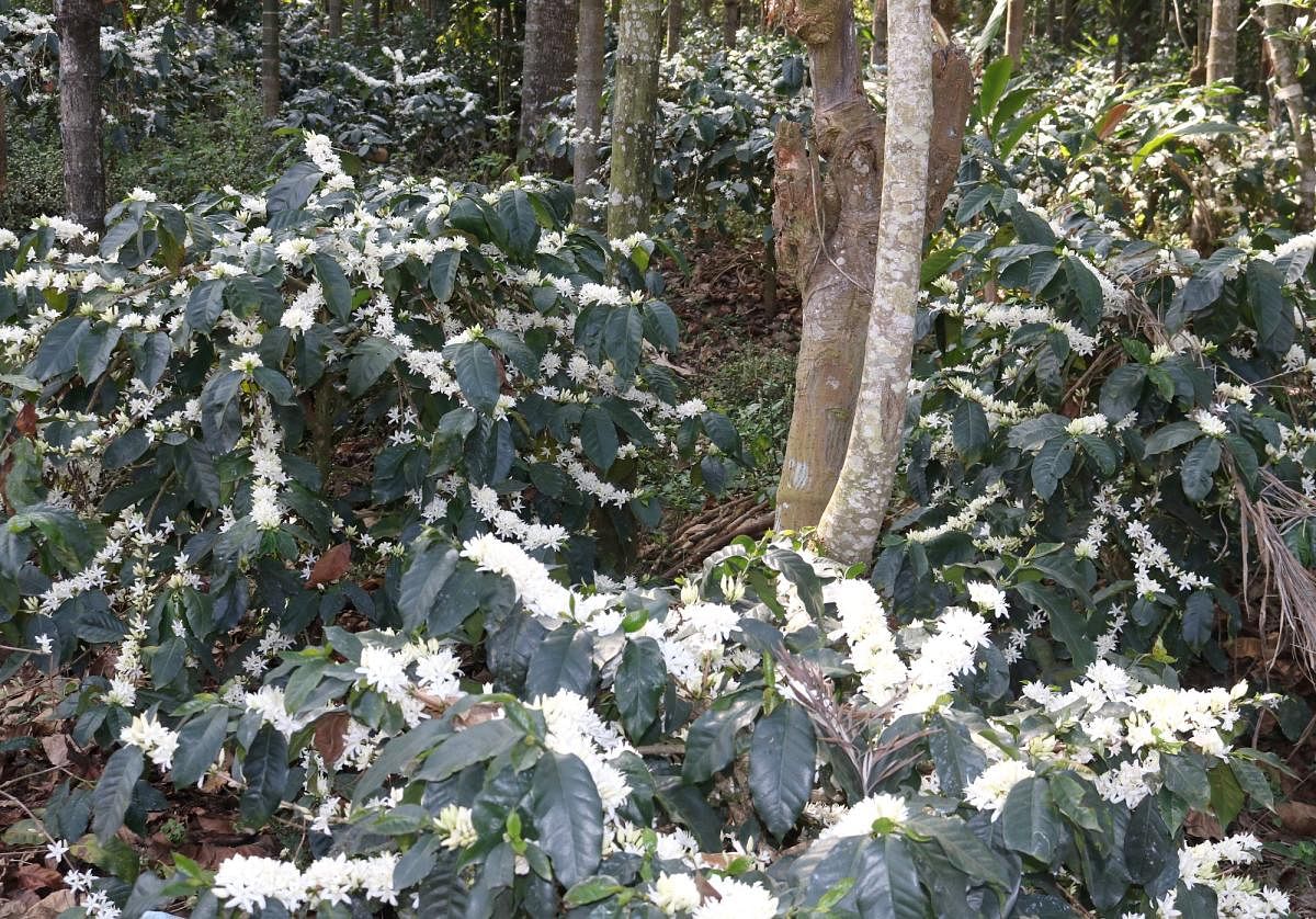 Arabica coffee flowers have bloomed in one of the plantations in Somwarpet region.