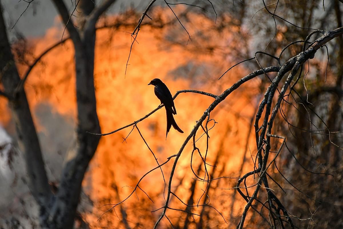 Silhouette of a bird seen against flames of a forest fire at Bandipur Tiger Reserve, in Bandipur on Feb 23, 2019. PTI