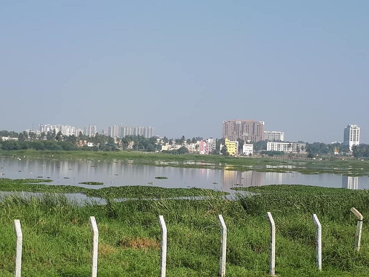 The National Green Tribunal constituted committee members were shocked to see the depleted waterbody during a surprise visit to the Varthur Lake on Tuesday. File photo