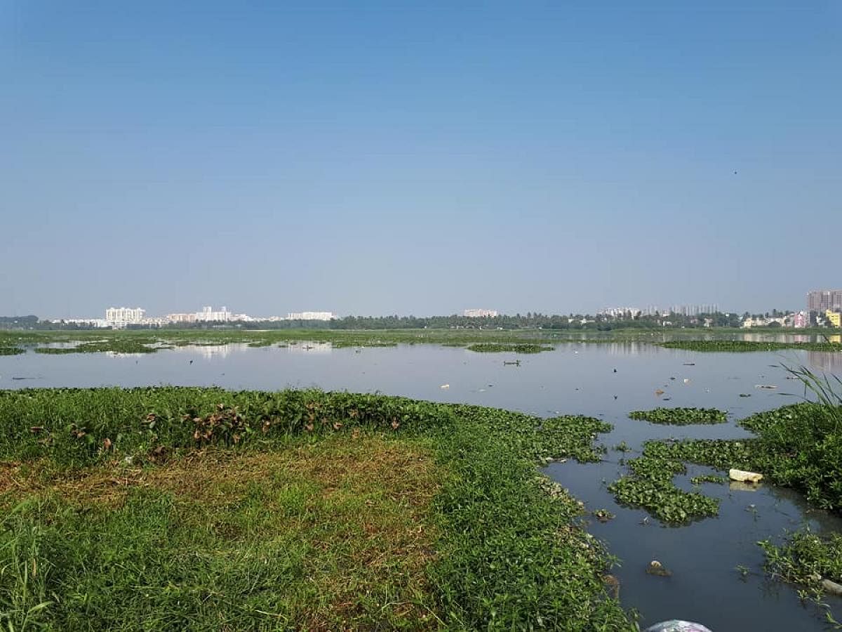 The inhabitants of Varthur and Bellandur areas will have a tough time battling mosquitoes this summer thanks to an excessive growth of invasive macrophytes in the waterbodies. 