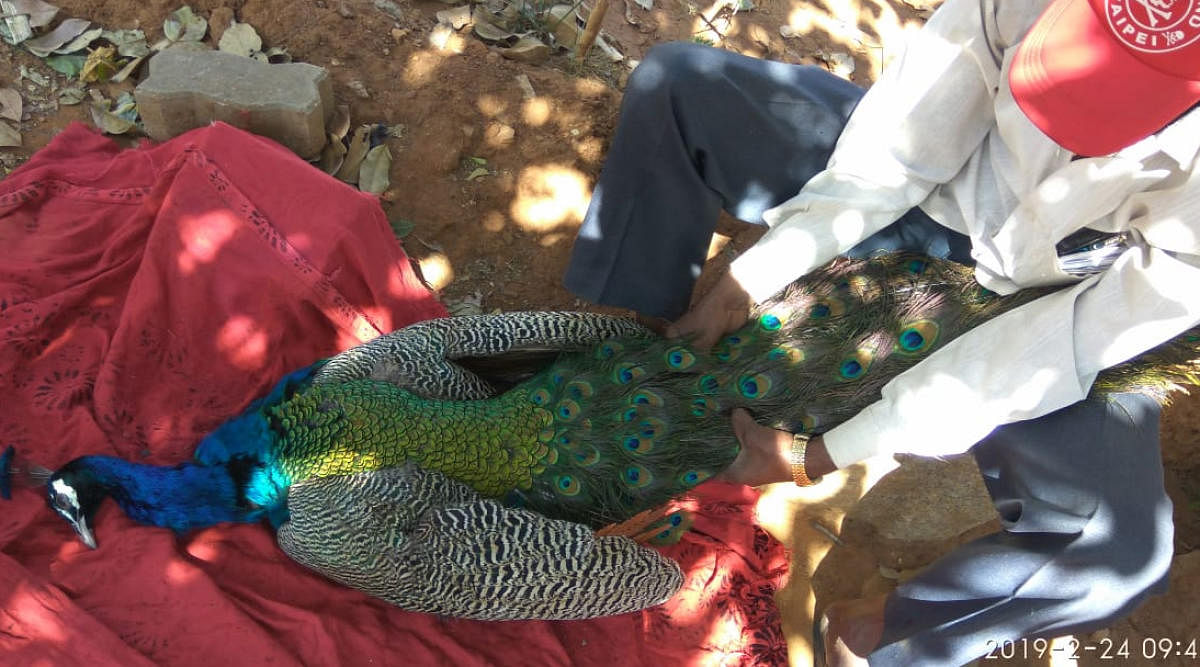 The peacock that was attacked by a dog on the Bangalore University campus on Sunday. 