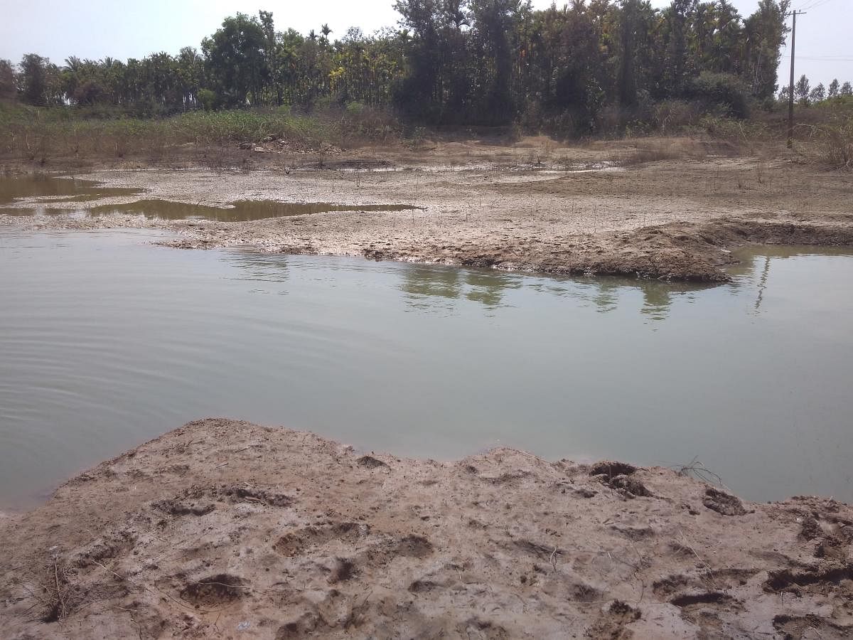 The depleting water level in Siddarakatte kere at Tarikere taluk is a cause for worry.